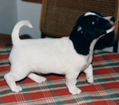 &copy; Kirsti Kauppi