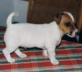 &copy; Kirsti Kauppi