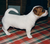 &copy; Kirsti Kauppi