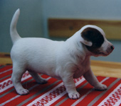 &copy; Kirsti Kauppi