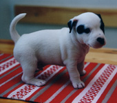 &copy; Kirsti Kauppi